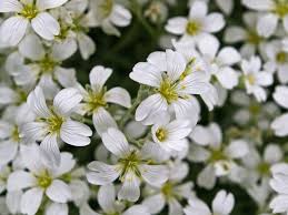 Types of white flowers names. List Of 300 Flower Names A To Z With Images Florgeous