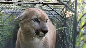 Kittens can be pre booked (if younger than 9 weeks) but can only leave for their new homes once they are vaccinated at 9 weeks of age. It Wasn T A Big Cat Cougar Sightings In Northwest Suburb Prompt Warning As Officials Try To Capture Animal Chicago Tribune