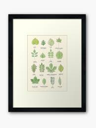 Leaf Id Chart Framed Art Print