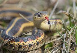 are garter snakes dangerous bug