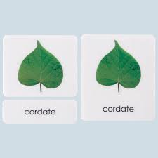 botany cabinet leaf shapes montessori
