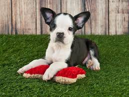 a french bulldog boston terrier mix