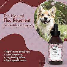 belly dog flea spray an ideal puppy