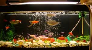 30 fish tank ideas for a relaxing home