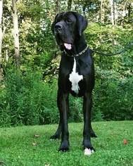 They are known to be devoted, responsive, and loving to their families. View Ad Great Dane Litter Of Puppies For Sale Near Pennsylvania Dysart Usa Adn 103206