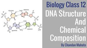 dna structure and chemical composition