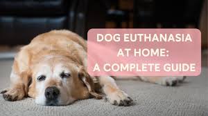 dog euthanasia at home a complete