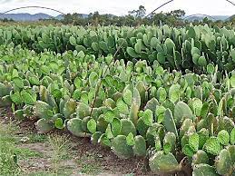 Cacti for biogas fermentation in semi-arid regions – DESERTIFICATION