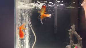 do goldfish lay eggs do goldfish give
