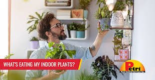 What S Eating My Indoor Plants How To