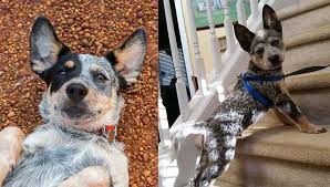 Finding The Best Dog Food For Blue Heelers