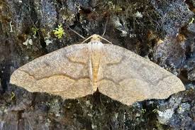 moth outbreak prompts concerns for