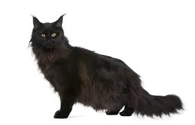 black maine cat breed info