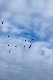 birds flying sky hd wallpapers pxfuel