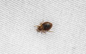 bed bugs miche pest control