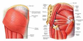 Anatomy chart courtesy of fcit the gluteus maximus originates along the pelvic bone crests and attaches to the rear of the femur. Glute Conditioning Workout For Runners Myprotein