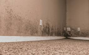 How To Eliminate Basement Odor A