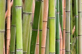 Bamboo The Best Plants To Grow In