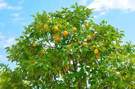 citrus trees that thrive in arizona