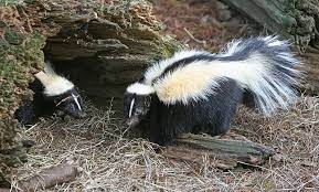 skunk wikipedia