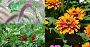 Deer resistant flower gardens for everyone plant flowers perennials bulbs tubers roots rhizomes corms. Deer Resistant Or Deer Tolerant Plants For Your Garden Gardening Channel