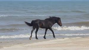 An unincorporated community situated to the north of the village of corolla and just south of the virginia. Wild Horses On The Outer Banks Nc Youtube