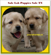 It's our goal to with free puppies!, we hope to better understand the factors that contribute to the crisis of unwanted dogs in the south and the hard work that makes. Silver Lab Puppies For Sale In Tn Best Labrador Breeders 2021