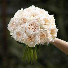 White O Hara The Perfect Garden Rose