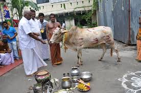 Image result for thai pongal in tamil