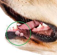 mouth sores in dogs pictures