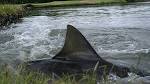 Sharks on an Australian Golf Course Made a Watery Grave Like no ...