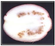 Pi 009 Seed Potato Tuber Inspection Plants Canadian