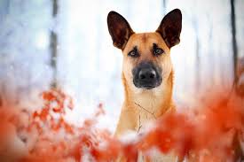 The belgian malinois has been selectively bred for its working character. Belgian Malinois Dog Breed Information Pictures Characteristics Facts Dogtime