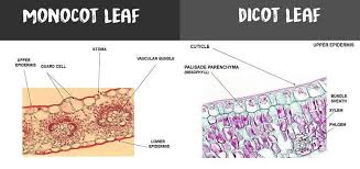 difference between monocot and dicot leaf