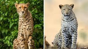 cheetah vs leopard what s the difference