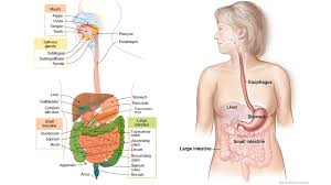 human digestive system organs