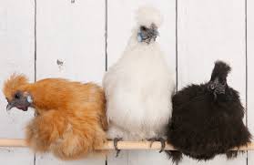 Silkie Colours Scrumptious Silkies