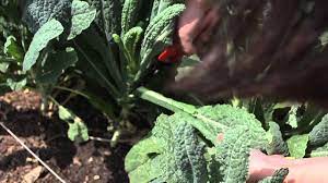 harvesting kale