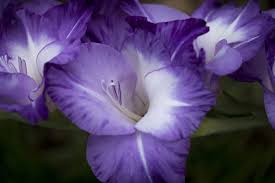 The picture included of the flowers in a vase is one bunch. 62 Types Of Purple Flowers With Pictures Flower Glossary