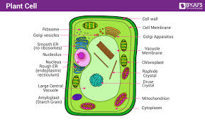 Plant Cell Definition Structure Function Diagram Types