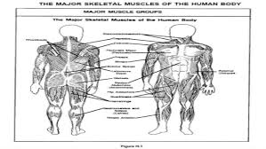 Click on the name of the muscle, or the image, to see weight training exercises. Major Skeletal Muscles In The Body