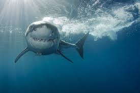 great white shark ironbound has been