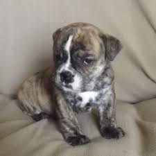 The valley bulldog is a perfect dog for active singles, people who love the outdoors and for families. View Ad Valley Bulldog Puppy For Sale Near Oklahoma Tahlequah Usa Adn 11375
