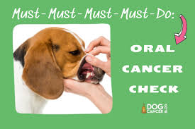 cancer archives dog cancer