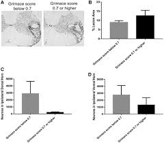 Jvm » solutions jeux » solution 4 images 1 mot. Application Of The Rat Grimace Scale As A Marker Of Supraspinal Pain Sensation After Cervical Spinal Cord Injury Journal Of Neurotrauma