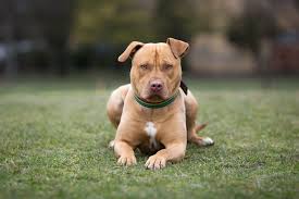 There is some confusion over whether pit bulls should be called american staffordshire terriers or american pitbull terriers. American Staffordshire Terrier Full Profile History And Care