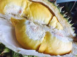 Apakah beza antara buah nangka dengan buah cempedak. Khasiat Buah Durian Easybakelab