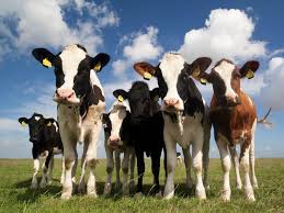 Image result for cow images