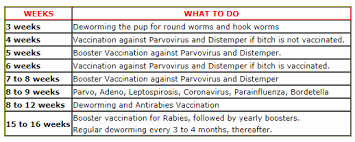 Dog Vaccinations 101 Guide And Why It Is An Essential
