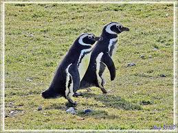 Résultat de recherche d'images pour "pingouins ile magdalena"